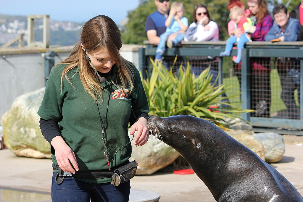 Sea Lion and Keeper at the Welsh Mountain Zoo